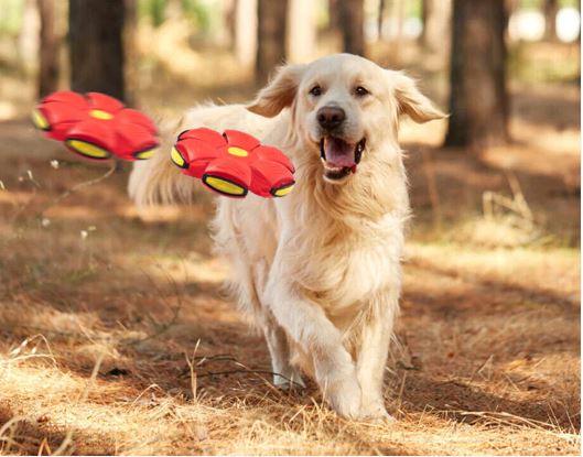 ⚽PELOTA PLATILLO PARA MASCOTAS  🐕| ENVÍO GRATIS